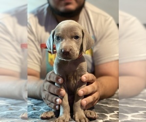 Weimaraner Puppy for Sale in SAN ANTONIO, Texas USA