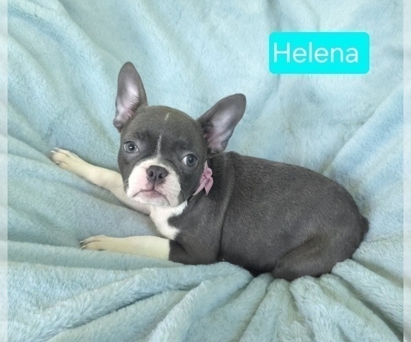 Medium Photo #3 Faux Frenchbo Bulldog Puppy For Sale in MINERAL WELLS, WV, USA