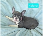 Small #2 Faux Frenchbo Bulldog