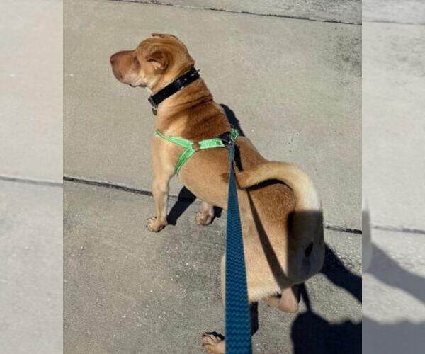 Medium Photo #3 Mutt Puppy For Sale in Oakland Park, FL, USA