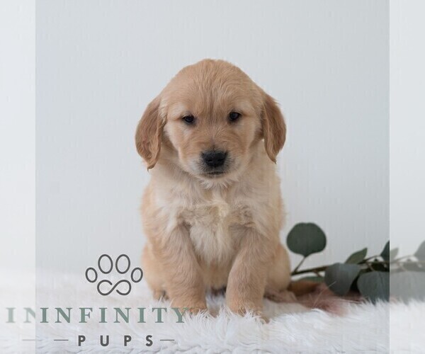 Medium Photo #6 Golden Retriever Puppy For Sale in NEWPORT, PA, USA