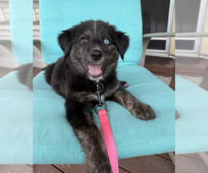 Siberian Husky-Unknown Mix Dogs for adoption in Plainfield, IL, USA