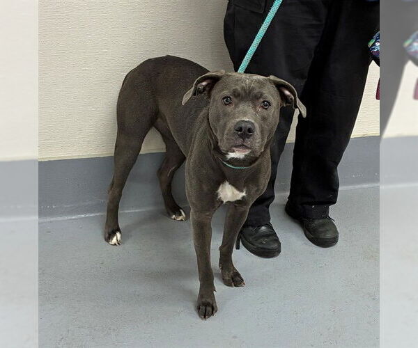 Medium Photo #1 Mutt Puppy For Sale in Louisville, KY, USA