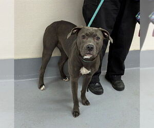 Mutt Dogs for adoption in Louisville, KY, USA