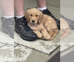 Small Photo #10 Golden Retriever Puppy For Sale in IRWIN, PA, USA
