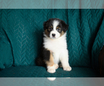 Small #2 Australian Shepherd