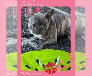 Father of the French Bulldog puppies born on 09/10/2022