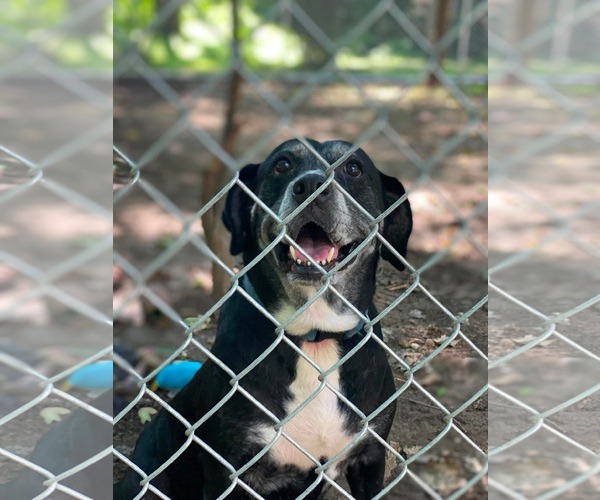 Medium Photo #1 Labrador Retriever-Unknown Mix Puppy For Sale in Lewistown, PA, USA