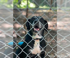 Labrador Retriever-Unknown Mix Dogs for adoption in Lewistown, PA, USA