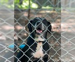 Zoey - Female Labrador Retriever-Unknown Mix Dog for Adoption - Small photo