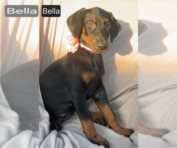 Medium Photo #4 Doberman Pinscher Puppy For Sale in POMEROY, OH, USA
