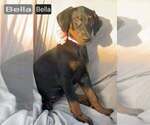 Small #3 Doberman Pinscher