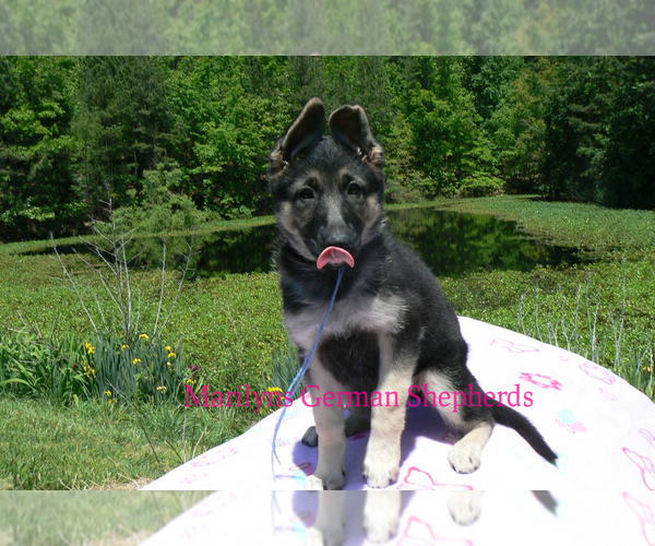 Medium Photo #2 German Shepherd Dog Puppy For Sale in PIEDMONT, MO, USA