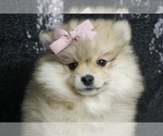 Puppy Miss Priss AKC Pomeranian