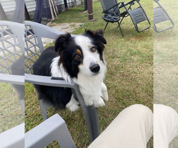 Medium Photo #4 Australian Shepherd Puppy For Sale in Thomasville, NC, USA