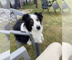 Small #3 Australian Shepherd