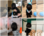 Small Photo #10 Goldendoodle Puppy For Sale in SAN FRANCISCO, CA, USA