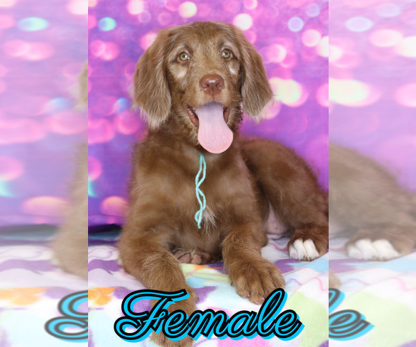 Medium Photo #1 Labradoodle Puppy For Sale in BURNS, TN, USA