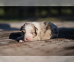 Puppy Nemo Border Collie