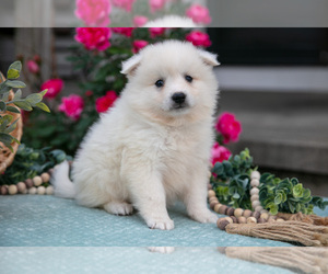 Medium American Eskimo Dog