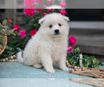 Puppy Milkshake American Eskimo Dog