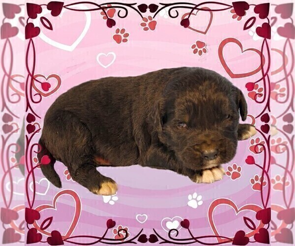 Medium Photo #74 Golden Mountain Dog Puppy For Sale in BLACK FOREST, CO, USA