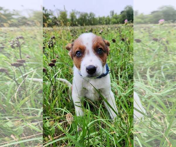 Medium Photo #4 Mutt Puppy For Sale in Sheboygan, WI, USA