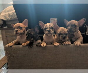 French Bulldog Puppy for Sale in HAMPTON, Georgia USA