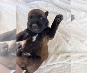 Belgian Malinois Puppy for sale in NEWPORT NEWS, VA, USA