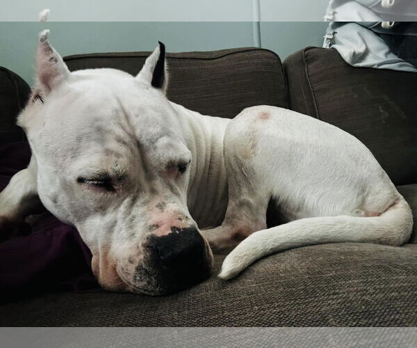 Medium Photo #2 Dogo Argentino Puppy For Sale in Belleville, MI, USA