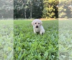 Small #17 Labrador Retriever