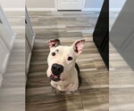 Small #1 American Pit Bull Terrier Mix