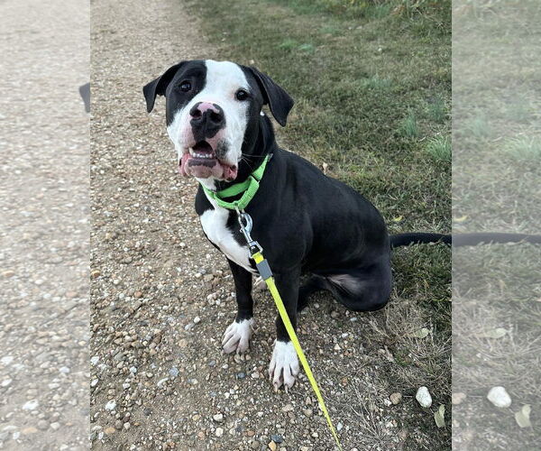 Medium Photo #2 American Pit Bull Terrier-Unknown Mix Puppy For Sale in Spotsylvania, VA, USA