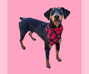 Doberman Pinscher Dogs for adoption in Bakersfield, CA, USA