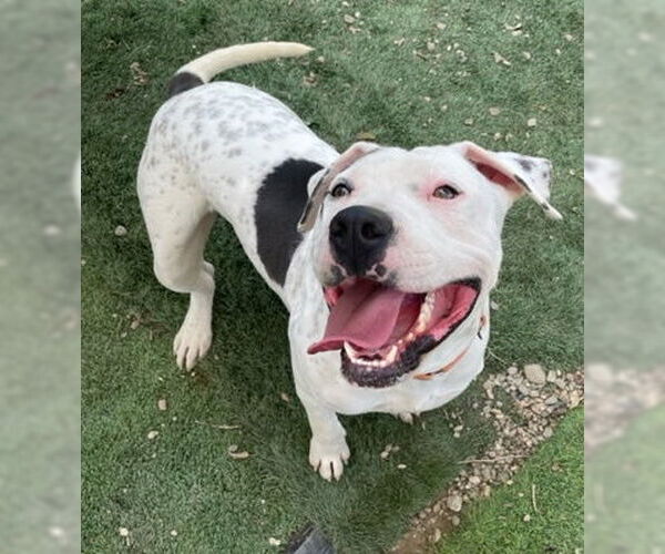 Medium Photo #8 American Pit Bull Terrier-Unknown Mix Puppy For Sale in Ventura, CA, USA
