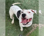 Small #7 American Pit Bull Terrier Mix