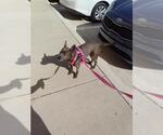 Small American Staffordshire Terrier-Labrador Retriever Mix