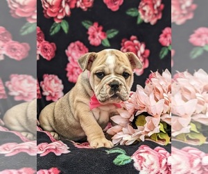 Olde English Bulldogge Puppy for sale in OXFORD, PA, USA