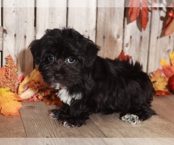 Medium Photo #2 Yo-Chon Puppy For Sale in MOUNT VERNON, OH, USA