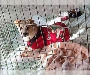 Dug - Male Canaan Dog-Unknown Mix Dog for Adoption - Photo #2