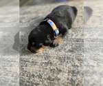 Small #6 Rottweiler