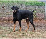 Small Photo #1 Doberman Pinscher Puppy For Sale in Raleigh, NC, USA
