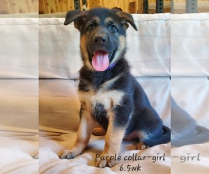 German Shepherd Dog Dog for Adoption in WYKOFF, Minnesota USA