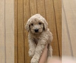 Small Photo #10 Goldendoodle Puppy For Sale in SPENCER, TN, USA