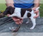 Puppy Tuck German Shorthaired Pointer