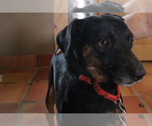 Star - Female Labrador Retriever-Unknown Mix Dog for Adoption - Photo #2