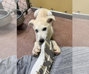 Siberian Husky-Unknown Mix Dogs for adoption in Carrollton, TX, USA