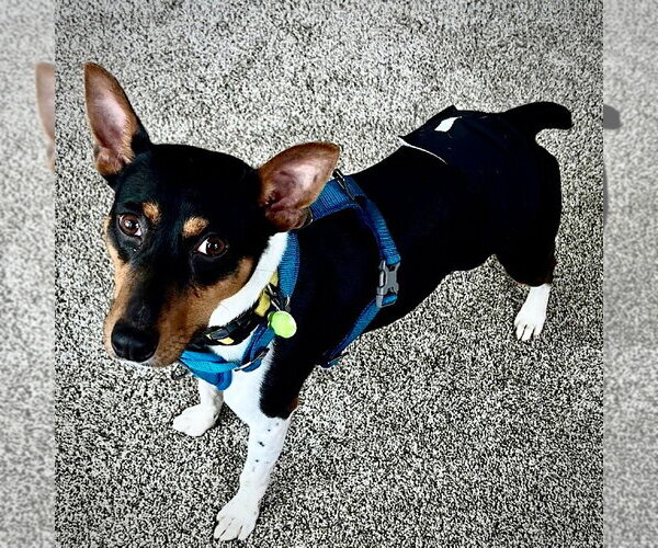Medium Photo #3 Rat Terrier Puppy For Sale in Atlanta, GA, USA