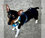 Small #2 Rat Terrier