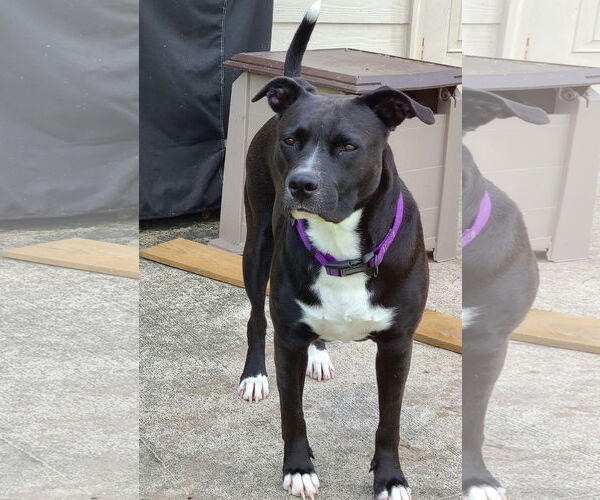Medium Photo #40 American Staffordshire Terrier-Unknown Mix Puppy For Sale in Rosenberg, TX, USA
